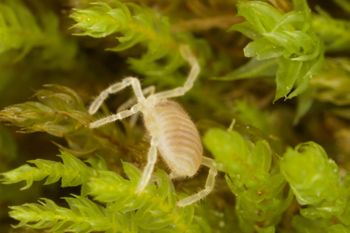 Media type: image;   Invertebrate Zoology 29554